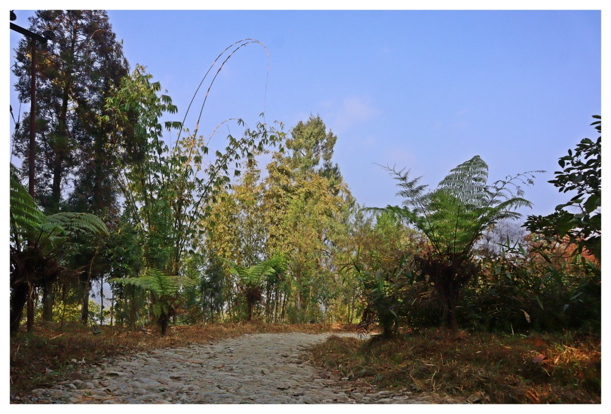 Homestay In Sittong- Nature Lover Homestay